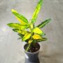 Croton - Codiaeum Sunny Star