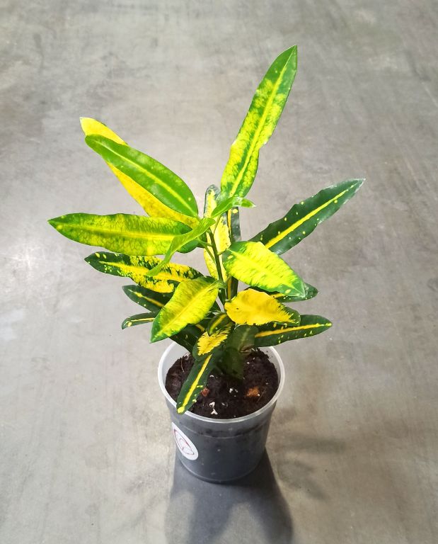 Croton - Codiaeum Sunny Star