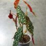 Tuteur Plante Grimpante Acrylique Transparent