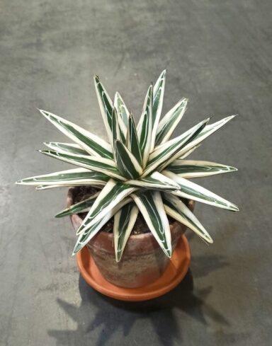 Agave victoriae-reginae White Rhino