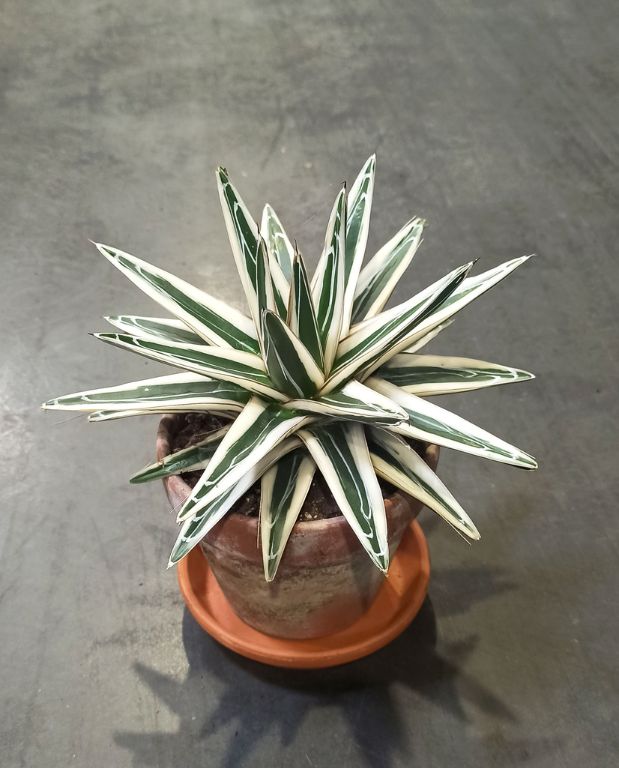 Agave victoriae-reginae White Rhino