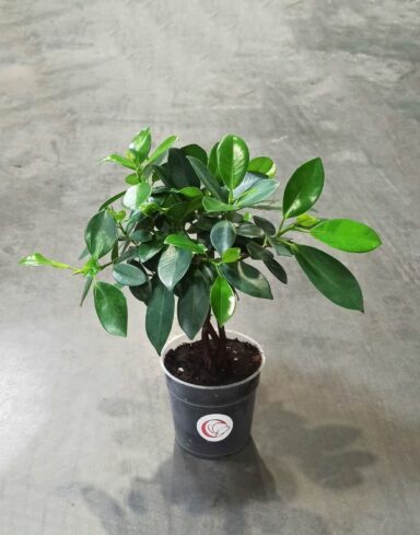 Ficus microcarpa Maya