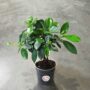 Ficus microcarpa Maya