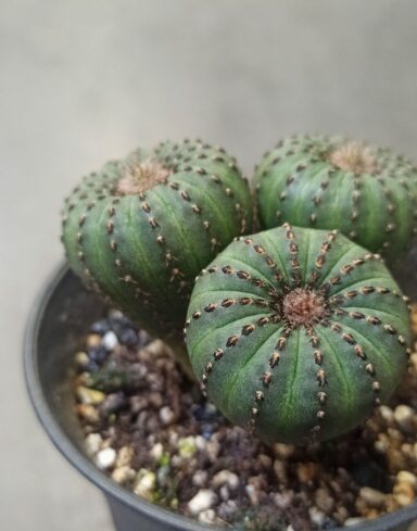 Frailea Castanea var. Nitens alternative
