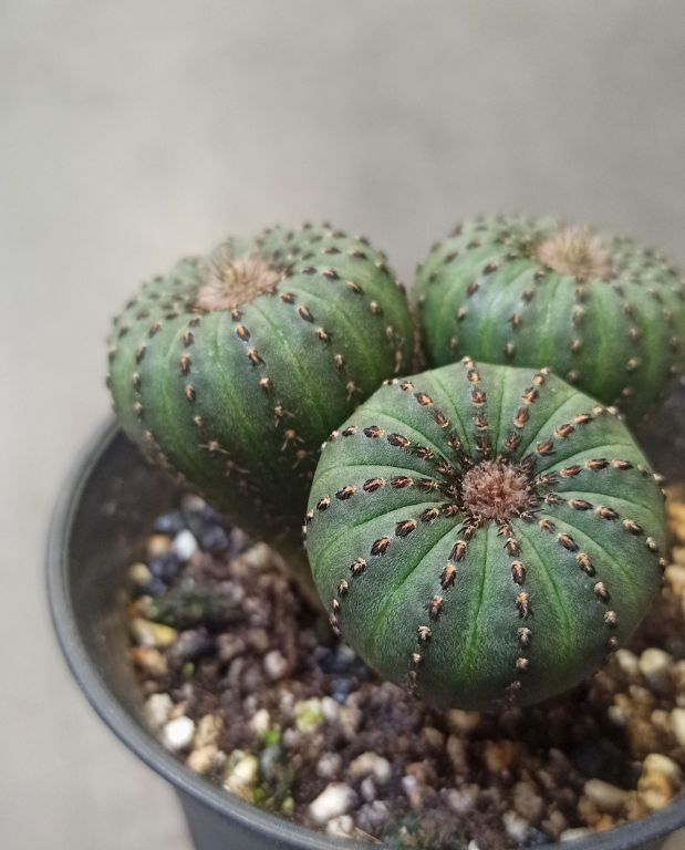 Frailea castanea var. nitens