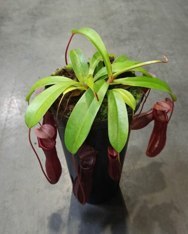 Nepenthes Bill Bailey