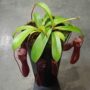 Nepenthes Bill Bailey