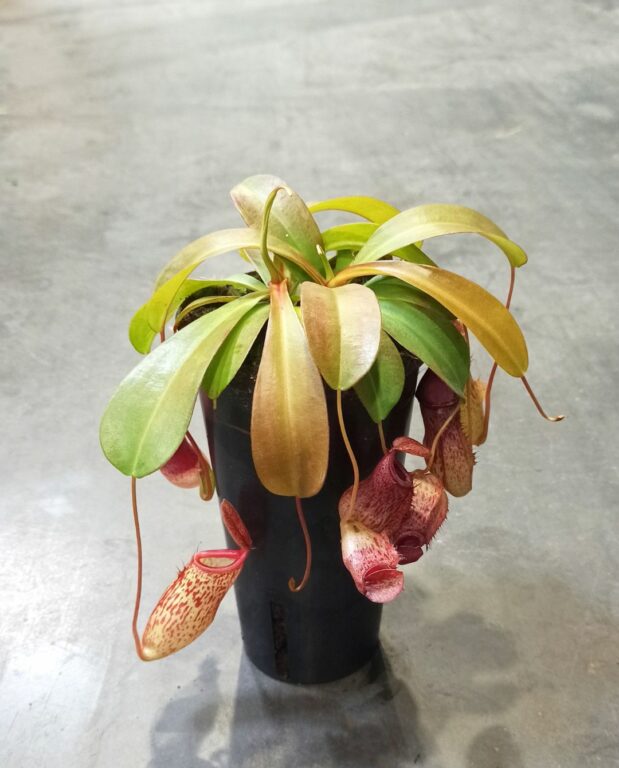 Nepenthes talangensis