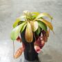 Nepenthes talangensis