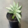 Sansevieria Inti Mini