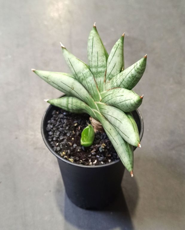 Sansevieria Inti Mini