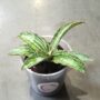 Sansevieria kirkii Cleopatra