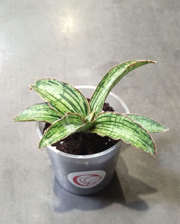 Sansevieria kirkii Cleopatra
