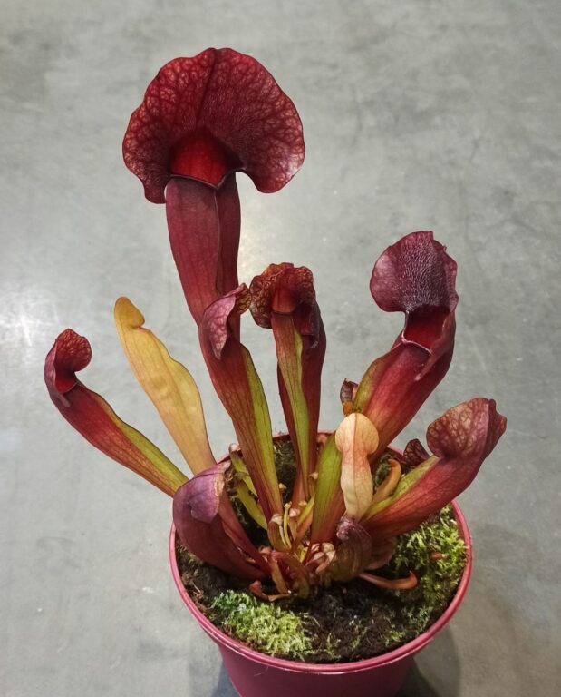 Sarracenia Catesbaei