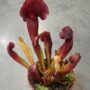 Sarracenia Catesbaei
