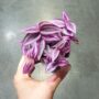 Tradescantia Pink Paradise