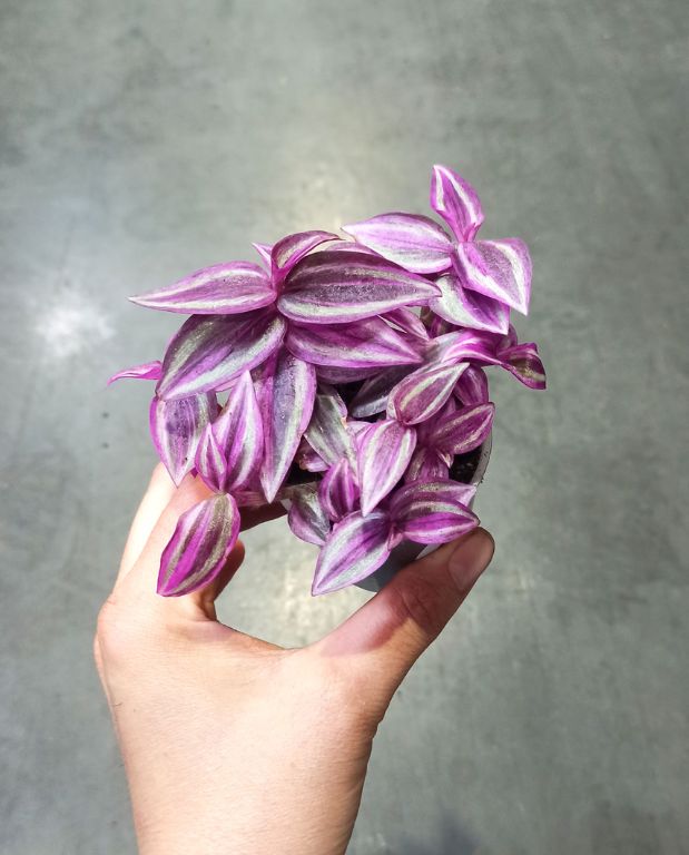 Tradescantia Pink Paradise