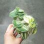 Tradescantia sillamontana Variegata