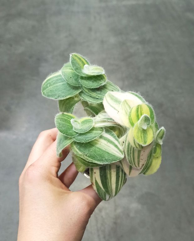 Tradescantia sillamontana Variegata