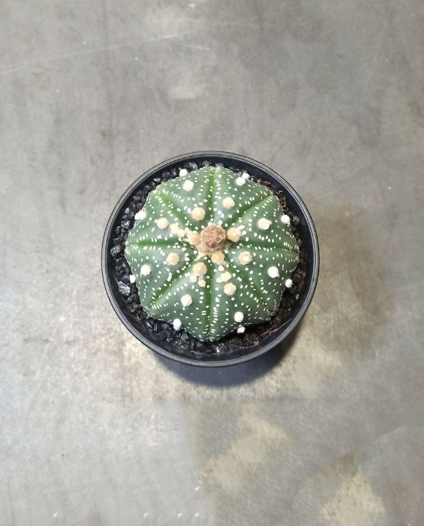 Astrophytum Asterias
