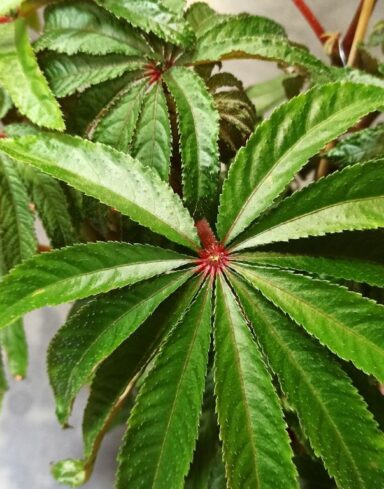Begonia Luxurians – Begonia Palmier alternative