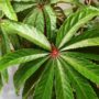 Begonia Luxurians - Begonia Palmier
