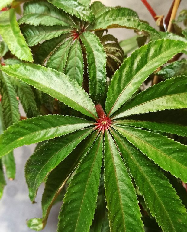 Begonia Luxurians - Begonia Palmier