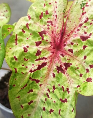 Caladium Miss Muffet alternative