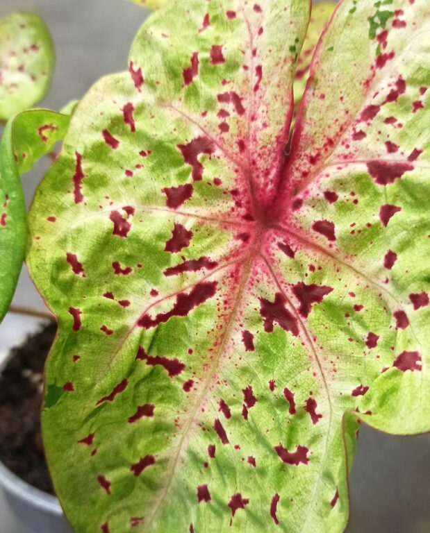 Caladium Miss Muffet