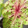Caladium Miss Muffet