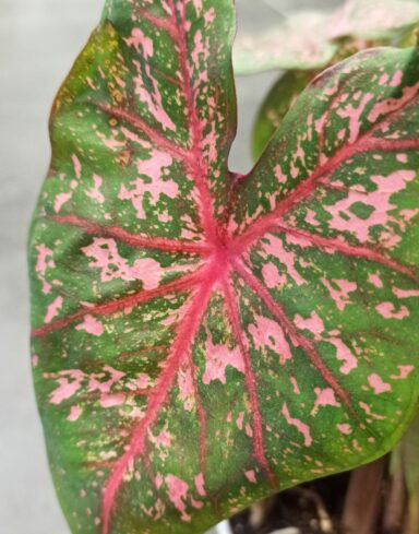 Caladium Pink Beauty alternative