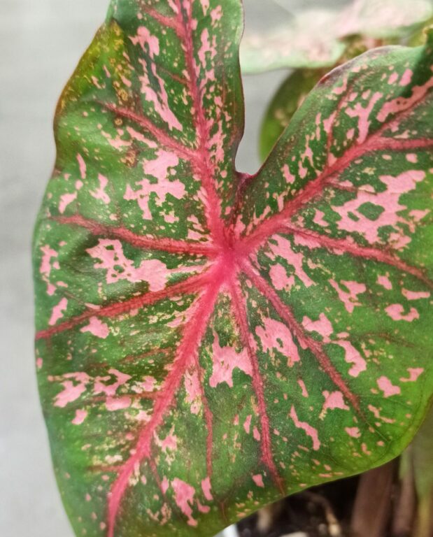 Caladium Pink Beauty