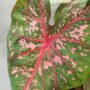 Caladium Pink Beauty