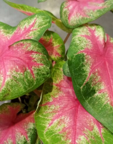 Caladium Rosebud alternative