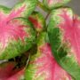 Caladium Rosebud