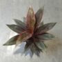 Cordyline Fruticosa Tango
