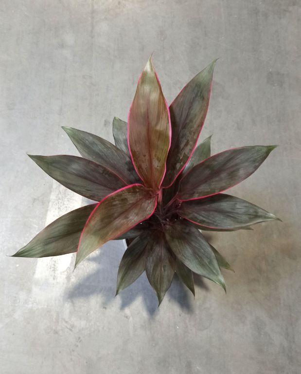 Cordyline Fruticosa Tango
