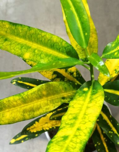 Croton – Codiaeum Sunny Star alternative