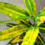 Croton - Codiaeum Sunny Star