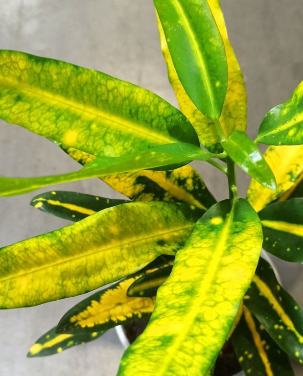 Croton - Codiaeum Sunny Star