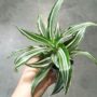 Dracaena Compacta Fragrans Kanzi