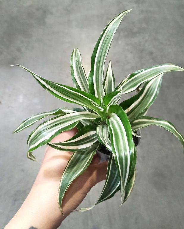 Dracaena Compacta Fragrans Kanzi