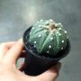 Astrophytum Asterias