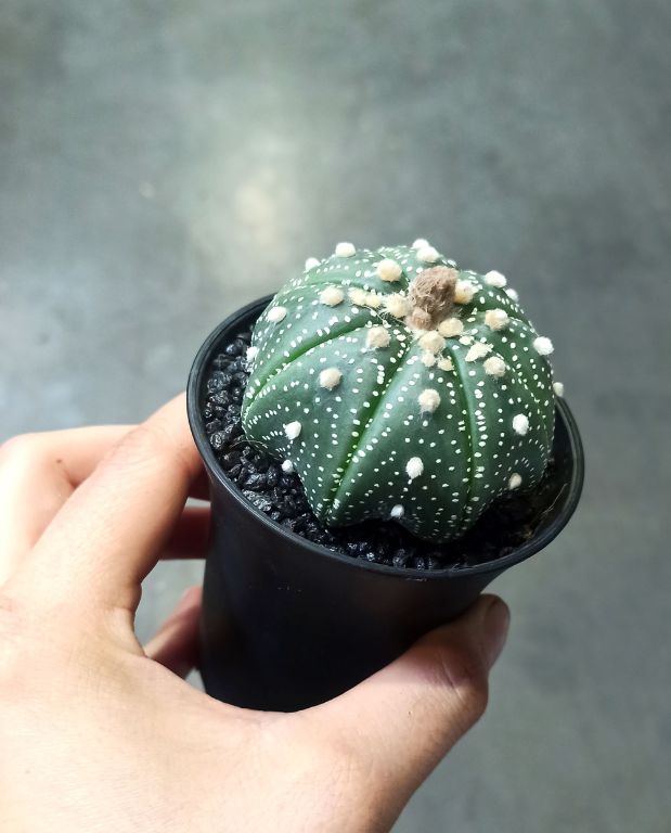 Astrophytum Asterias