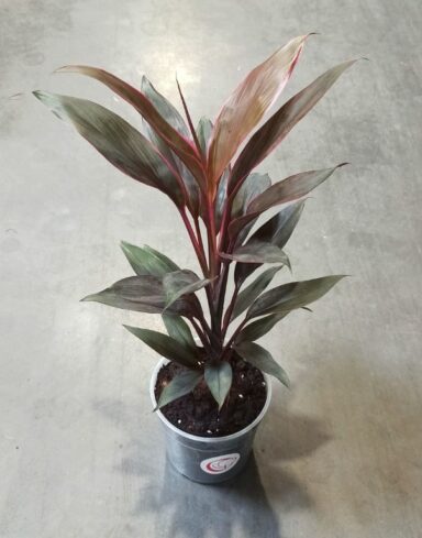 Cordyline Fruticosa Tango