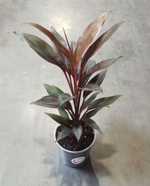Cordyline Fruticosa Tango