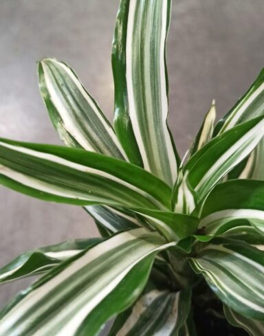 Dracaena Compacta Fragrans Kanzi alternative