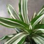 Dracaena Compacta Fragrans Kanzi