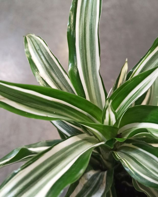 Dracaena Compacta Fragrans Kanzi