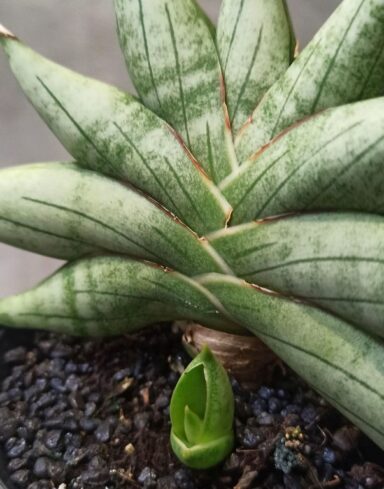 Sansevieria Inti Mini alternative